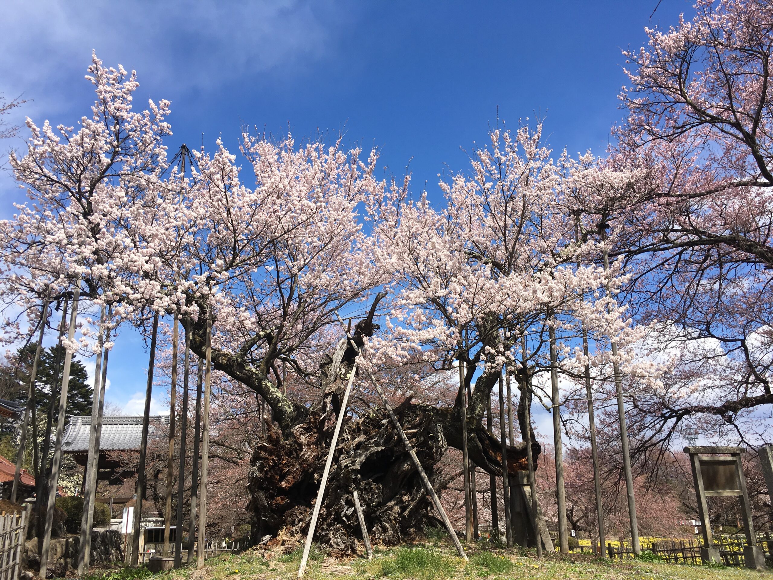 山高神代桜 清水から余裕で日帰りできる 22年開花時期 近隣の観光 飲食店情報 K S Spice